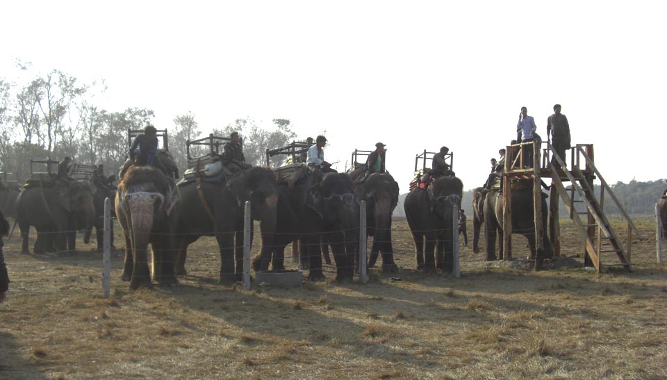 サファリへ出かけるたくさんの象です